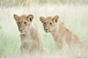 Lion cubs