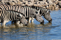 Zebras drinking