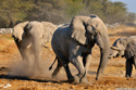 Elephant squabble