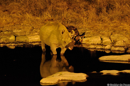 Halali waterhole