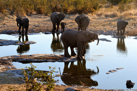 Halali waterhole
