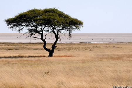 Etosha Pan