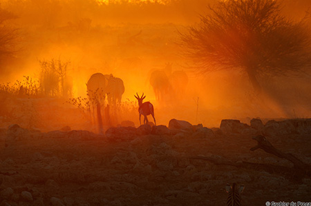 Halali waterhole