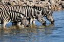 Zebras drinking water