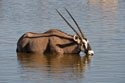 Oryx (Gemsbok) drinking watere
