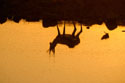 Reflection of a Springbok at sunset